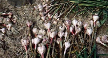 Jak správně sušit zimní česnek po vykopání a kam ho uložit?